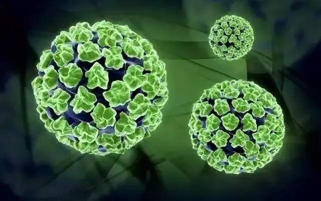 HPV病毒是什么？
